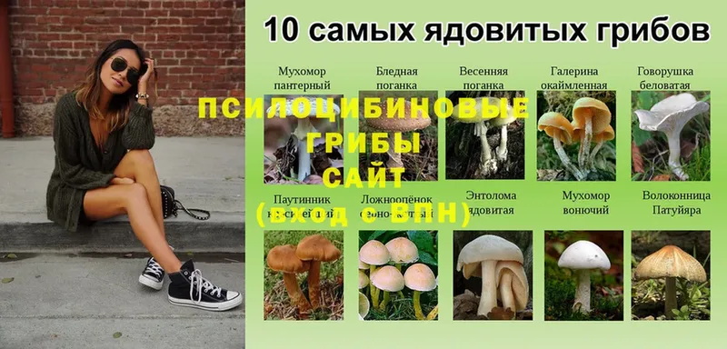 hydra   Гай  Галлюциногенные грибы Cubensis  закладка 